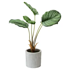 Die moderne Hausfrau Kunstpflanze „Calathea“