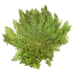 Die moderne Hausfrau Rose von Jericho