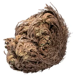 Die moderne Hausfrau Rose von Jericho