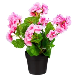 Die moderne Hausfrau Stehgeranien rosa