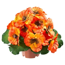 Die moderne Hausfrau Stiefmütterchen orange